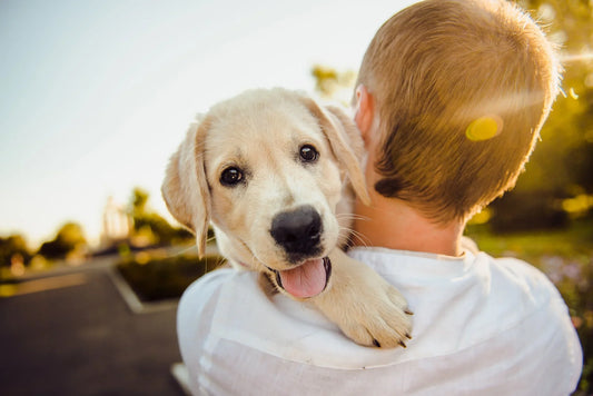 Qu'est-ce qui rend nos chiens heureux?