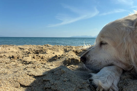 Préparer son chien à l'été : le guide complet pour sa sécurité